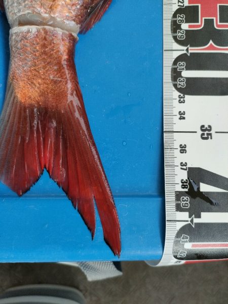 タイラバでヨンマル@海蓮丸