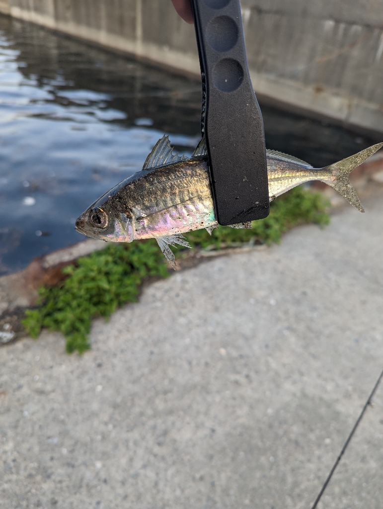 陸っぱり釣行記