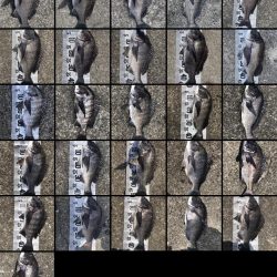 今年初爆釣❗️(イチノ兄弟兄)