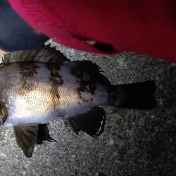 風も強く、バイトもない