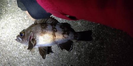 風も強く、バイトもない