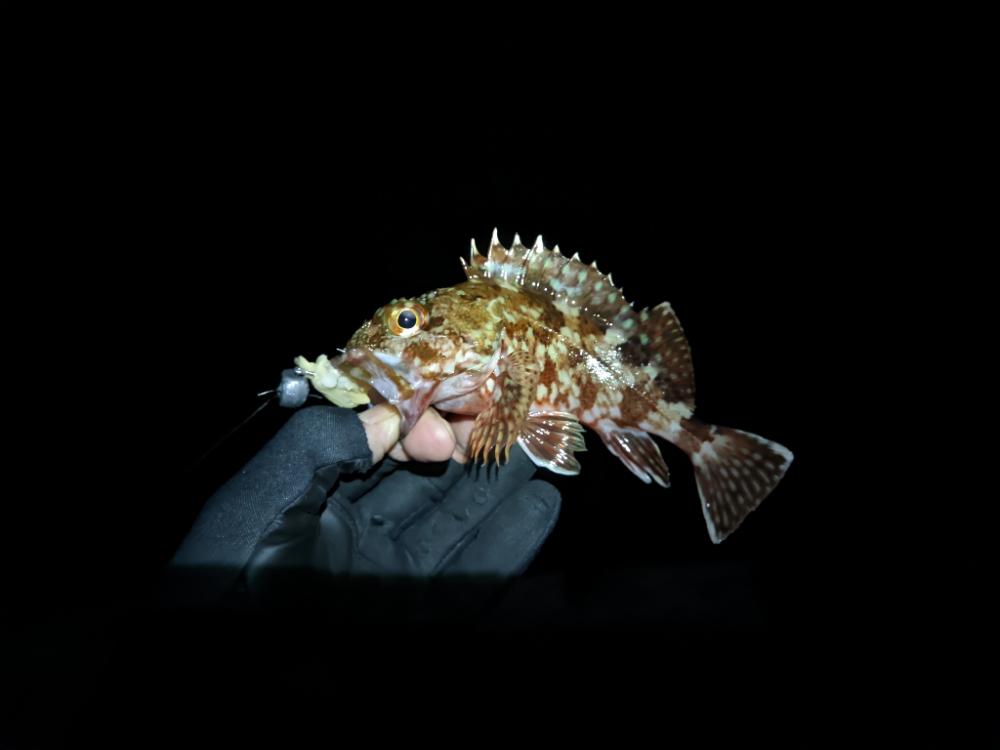 コウイカスレすぎ疑惑