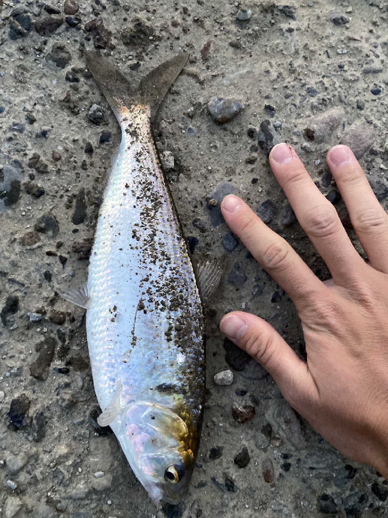 夕マズメ下げ潮