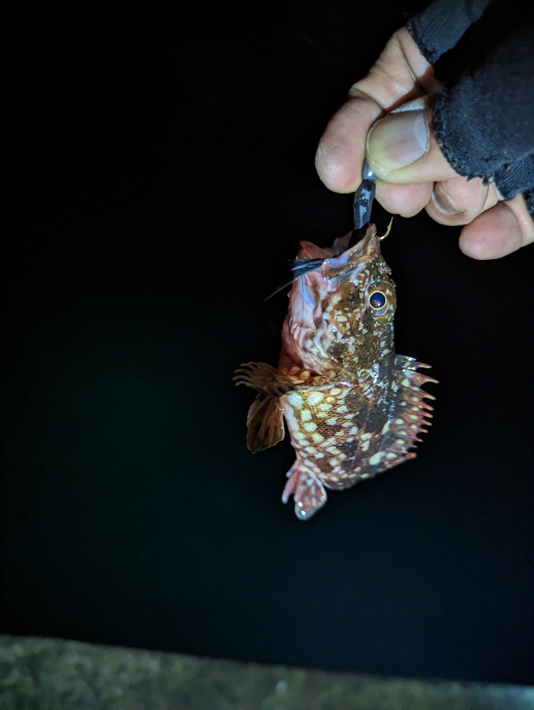 メバリング改めガシリング