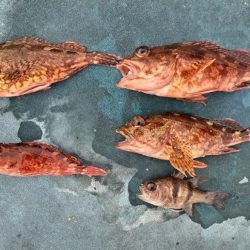 海釣り公園でファミリーフィッシング