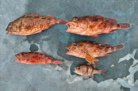 海釣り公園でファミリーフィッシング