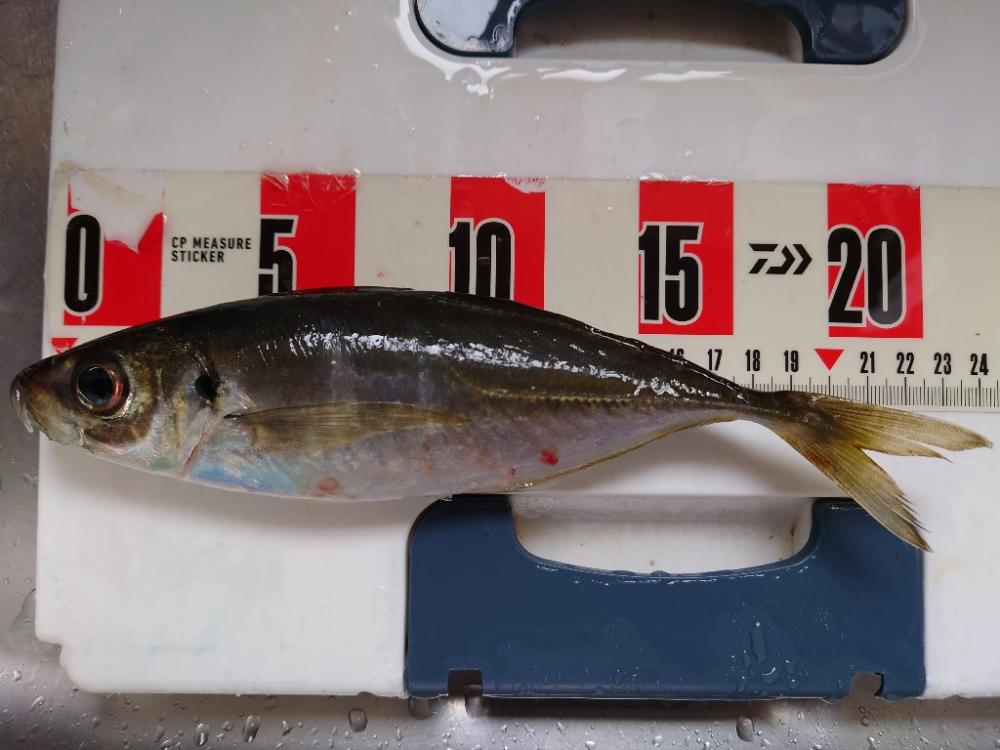 ポンポンパンパンワガママボディ