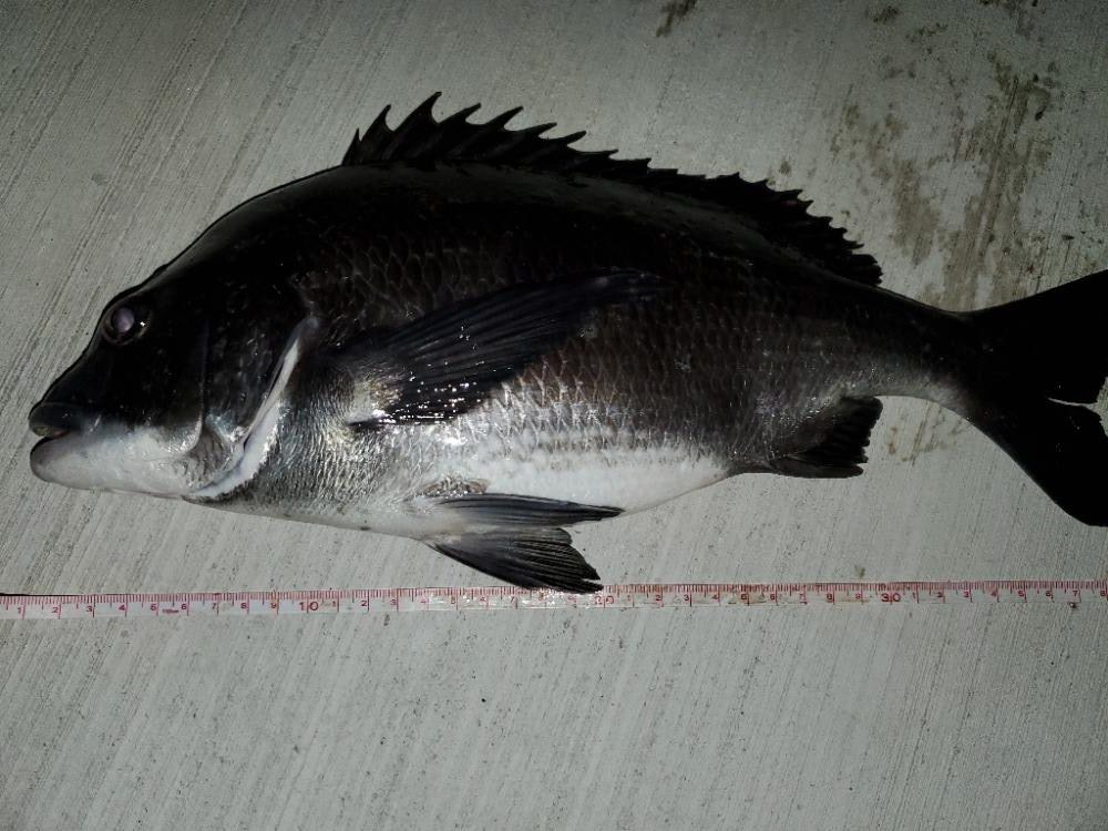 アジングのはずが