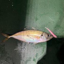 大在でアジング