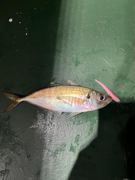 大在でアジング