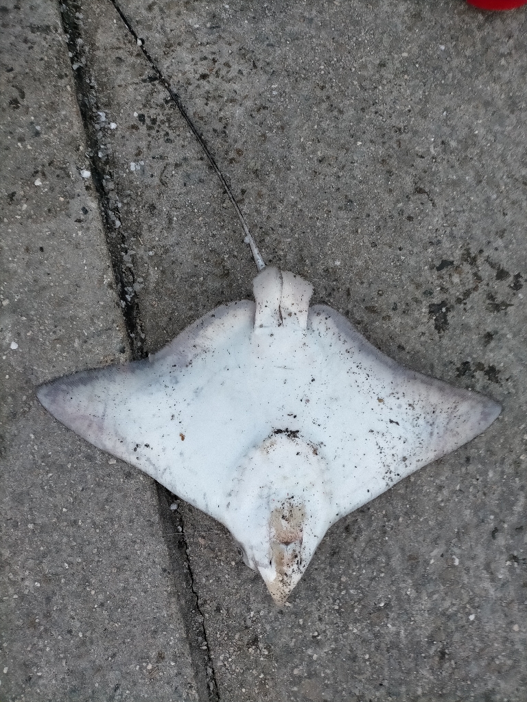 遂に大ヒラメをゲット!!