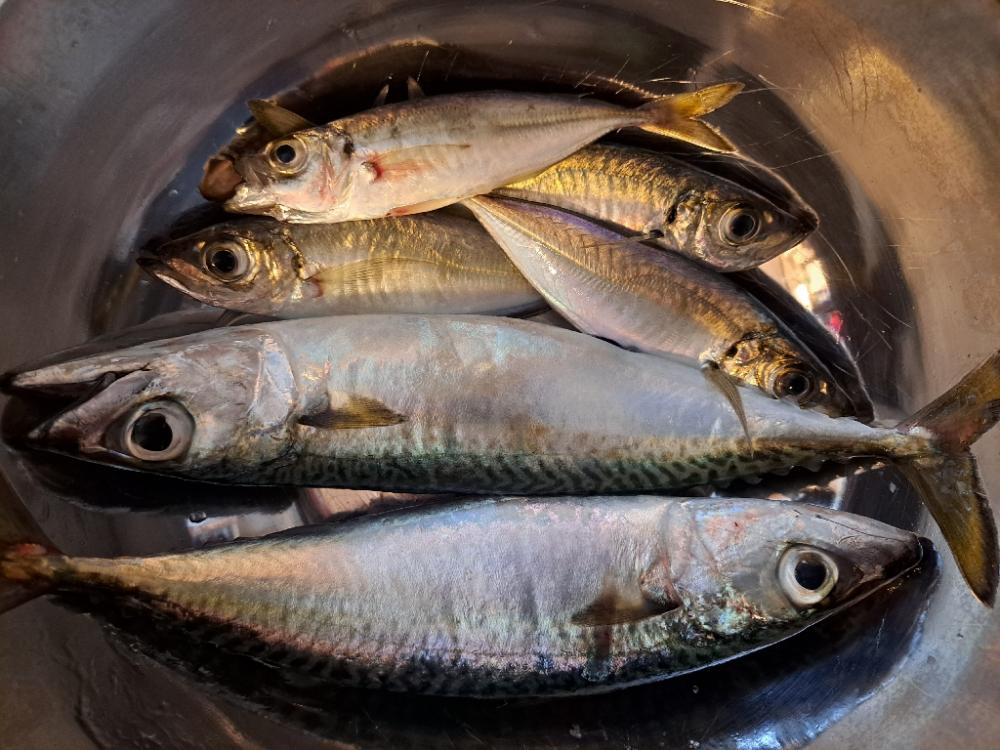 ファミリーサビキ