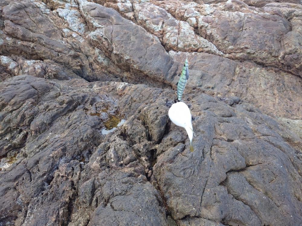 爆風エギングIN対馬