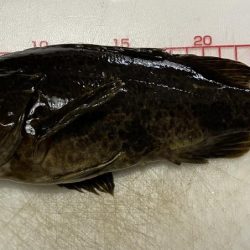 今年初のメバリング釣行