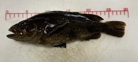 今年初のメバリング釣行