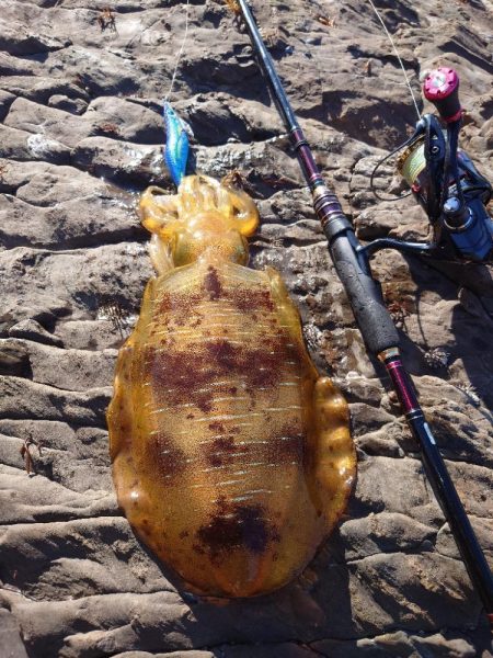 強風エギングIN対馬