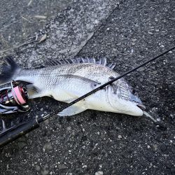 ロックフィッシュ御三家