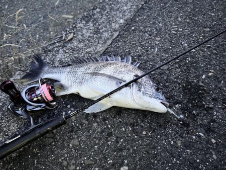 ロックフィッシュ御三家