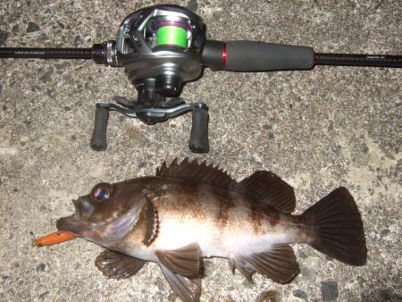 ベイトフィネスメバル　夜光虫に苦戦