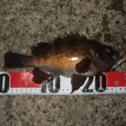 シーバス＆メバルプラッギング