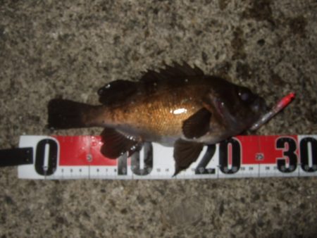 シーバス＆メバルプラッギング