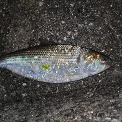 小雨の中のメバリング