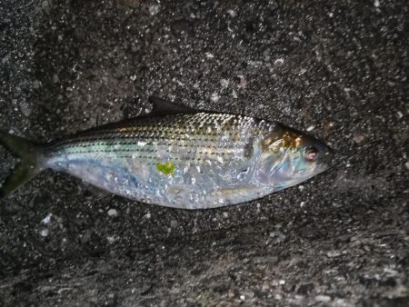 小雨の中のメバリング