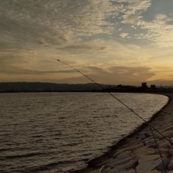 釣り人おらずも魚はいます
