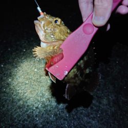 潮位高のメバリング