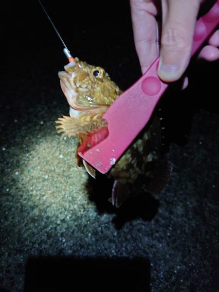 潮位高のメバリング