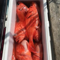 アコウダイ釣り　駿河湾　深海魚漁師の遊漁船　大宝丸