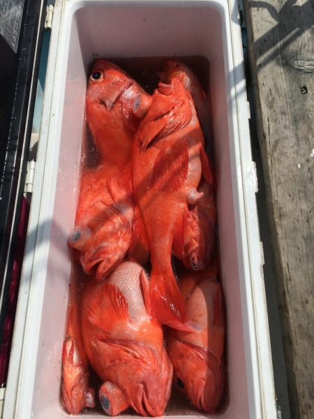 アコウダイ釣り　駿河湾　深海魚漁師の遊漁船　大宝丸