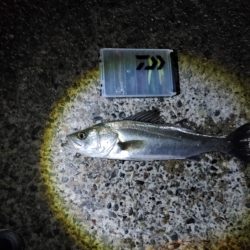 シーバス　難易度Aクラスだと思います