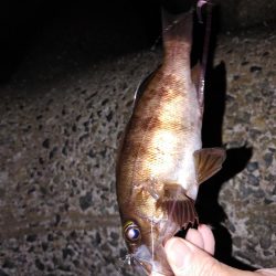 春がきたか?久々二桁