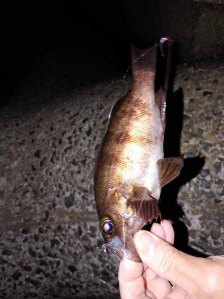 春がきたか?久々二桁