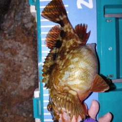 メバリングからガシリング