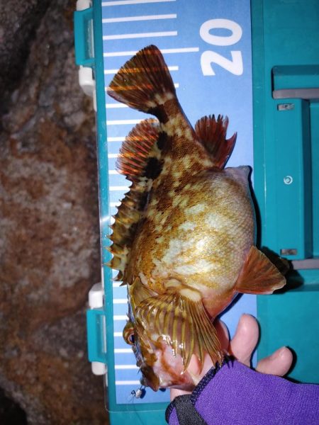 メバリングからガシリング