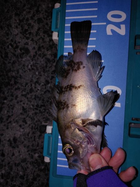 爆風メバリング