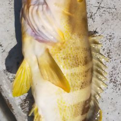 グットなヒラマサ