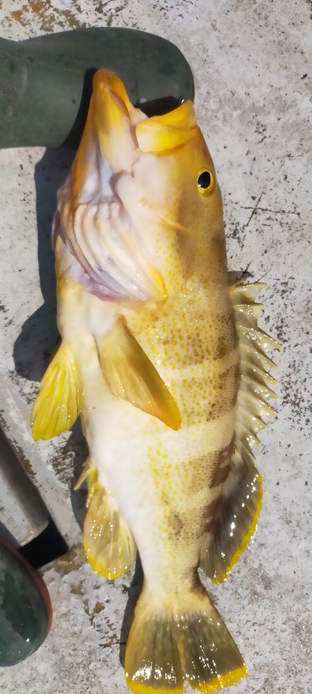 グットなヒラマサ