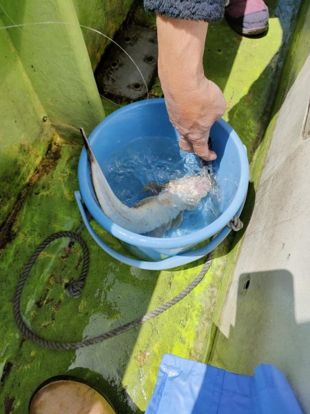 マゴチ釣り『だてまき丸』にて
