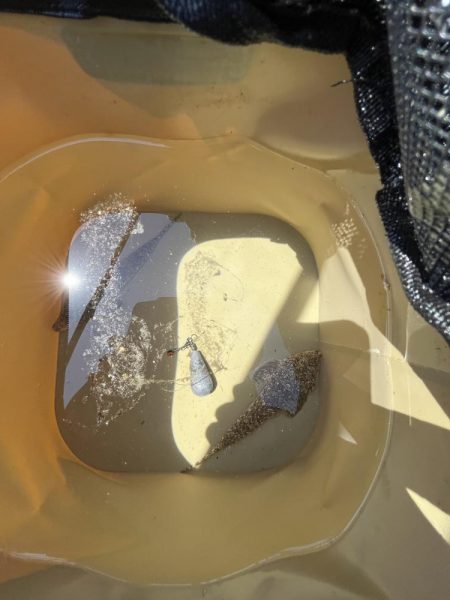 カレイはどこっすか？