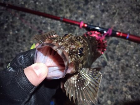 2023/04/05 南港ヘチ釣り釣行