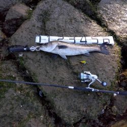 4月初めてルアーで釣れた