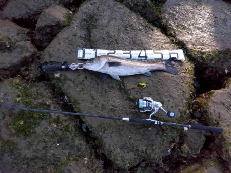 4月初めてルアーで釣れた