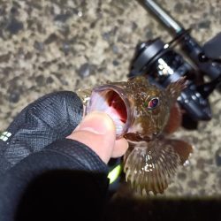 2023/03/30 南港ライトゲーム釣行