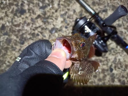 2023/03/30 南港ライトゲーム釣行