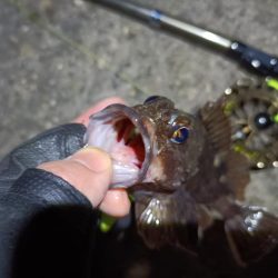 2023/04/03 南港ヘチ釣り釣行