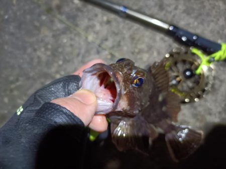 2023/04/03 南港ヘチ釣り釣行