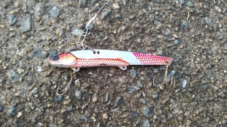 青物狙いでシーバス